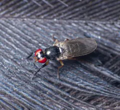 Protopiophila latipes thumbnail 4