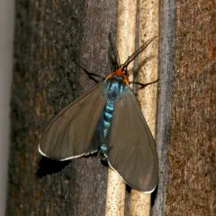 Virginia Ctenucha Moth thumbnail 1