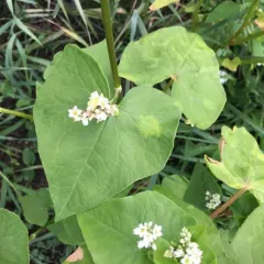 Common Buckwheat thumbnail 1
