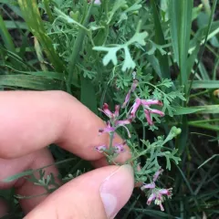Common Fumitory thumbnail 3