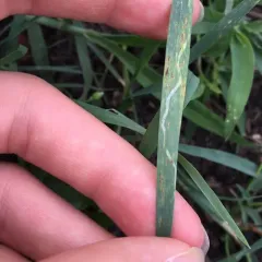 Grass Sheathminer Fly thumbnail 2