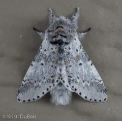 Furcula cinereoides thumbnail 4