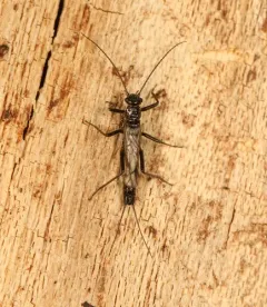 Eastern Snowfly thumbnail 4