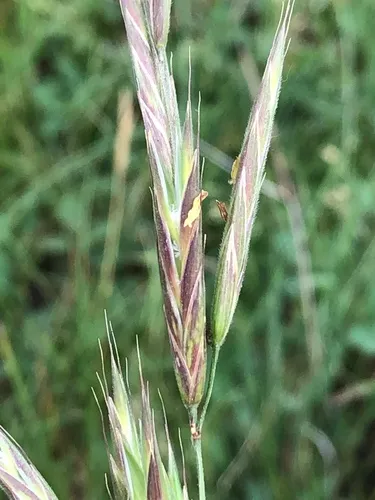 mountain brome