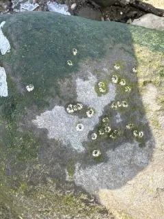 Fragile Barnacle thumbnail 3