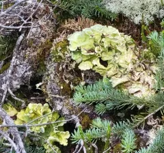 Arctic Kidney Lichen thumbnail 3