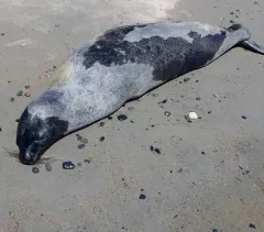 Harp Seal thumbnail 2