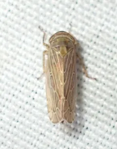 Paramesus major thumbnail 3