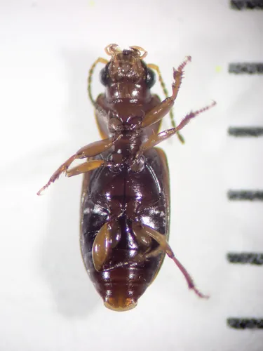 Indistinct Harp Ground Beetle