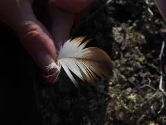 White-tailed Eagle thumbnail 1