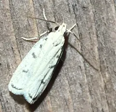 Five-spotted Glyphidocera thumbnail 3