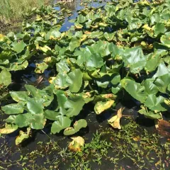 western yellow pond-lily thumbnail 3
