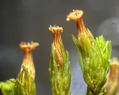 Starry Bristle Moss thumbnail 3