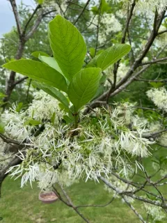 white fringetree thumbnail 2
