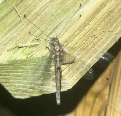 Four-spotted Owlfly thumbnail 4