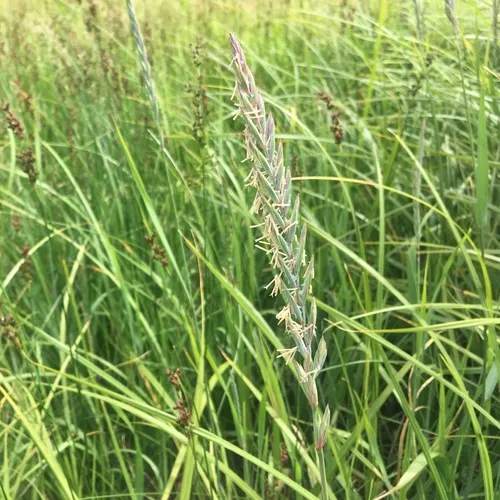 Quack Grass
