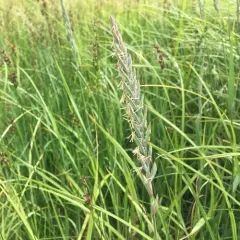 Quack Grass thumbnail 1