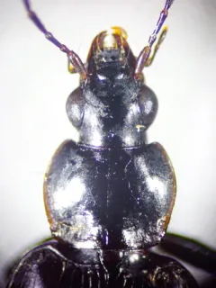 Agonum moerens thumbnail 2