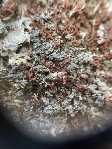 Parmeliella parvula