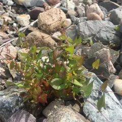 Black-bindweed thumbnail 2