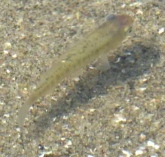 Mummichog thumbnail 4