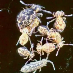 Dicyrtomina saundersi thumbnail 4