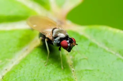 Melanomyza femoralis