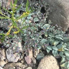 Oysterplant thumbnail 3