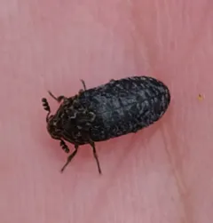 Dermestes undulatus thumbnail 4
