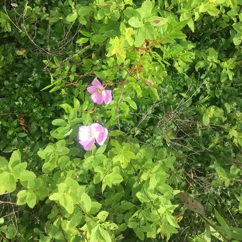 Virginian Rose