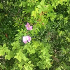Virginian Rose thumbnail 1