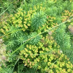 cypress spurge thumbnail 4