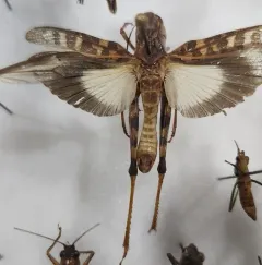 Wrinkled Grasshopper thumbnail 4