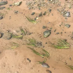 Eelgrass thumbnail 2