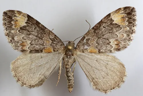 Dysstroma suspectata