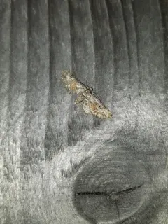 Eupithecia anticaria thumbnail 2