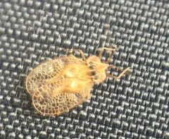 Rhododendron Lace Bug thumbnail 3