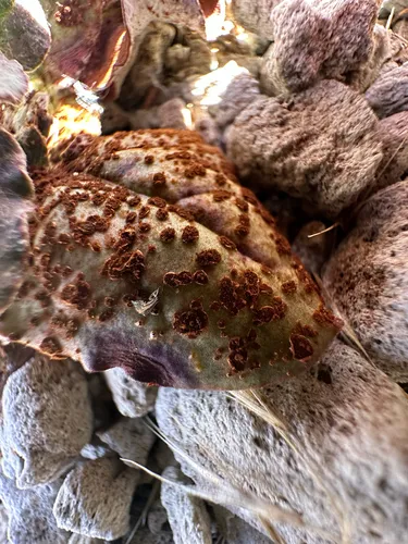 Uromyces intricatus