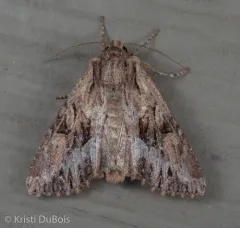 Apamea antennata thumbnail 4
