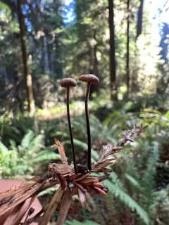 Paragymnopus sequoiae thumbnail 2