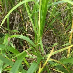 bison grass thumbnail 1