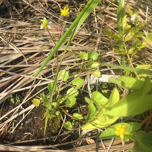 Alkali Buttercup