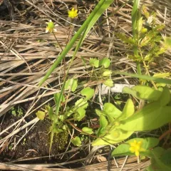 Alkali Buttercup thumbnail 1