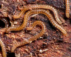 Palm Millipede thumbnail 3