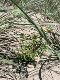 Western Daisy Fleabane thumbnail 4