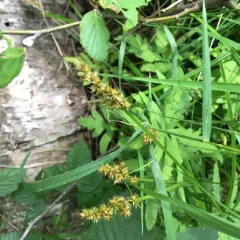 awl-fruited sedge thumbnail 2
