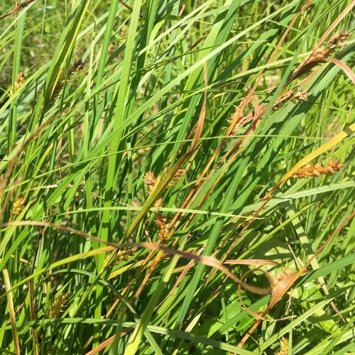 inflated sedge