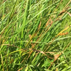 inflated sedge thumbnail 1