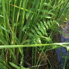 marsh fern thumbnail 1