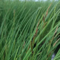 tussock sedge thumbnail 2